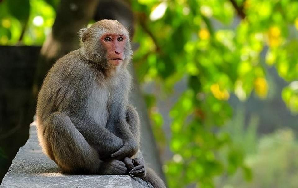 黑神话：悟空黑神话悟空：你到底是第几个天命人？目前靠得住的是两种计数方法(图5)
