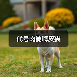 代号肉鸽嗨皮猫（图2）