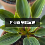 代号肉鸽嗝屁猫（图3）