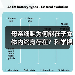 母亲细胞为何能在子女体内终身存在?科学揭示微嵌合体奥秘(图3) 母亲细胞为何能在子女体内终身存在?科学揭示微嵌合体奥秘(图3)
