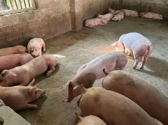 养猪十年突然给猪听DJ，没想到效果竟让猪价低迷的他笑出声官方正版下载 - 极玩家