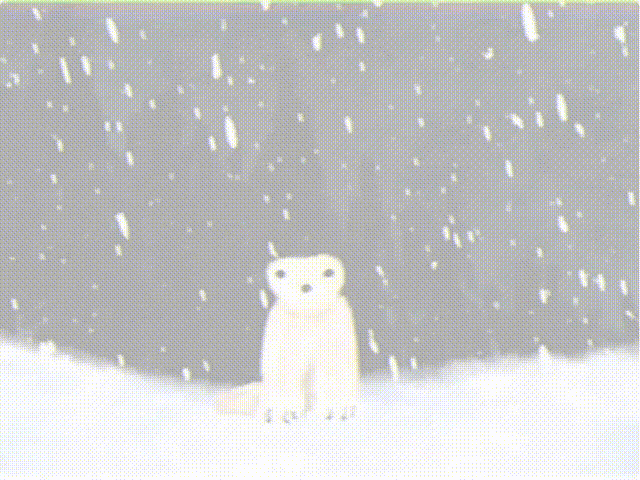 来自2026年的诡异meme，竟让无数网友夜不能寐(图12)